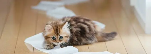 Kätzchen spielt mit Toilettenpapier