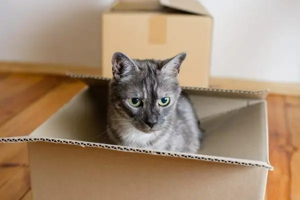 Chat dans une boîte