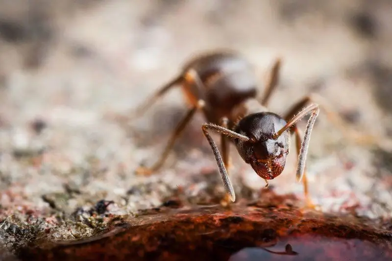 Ant Queen (queen): Kung Ano Ang Hitsura Nito, Kung Saan Mahahanap, Kung Ano Ang Mga Pagpapaandar