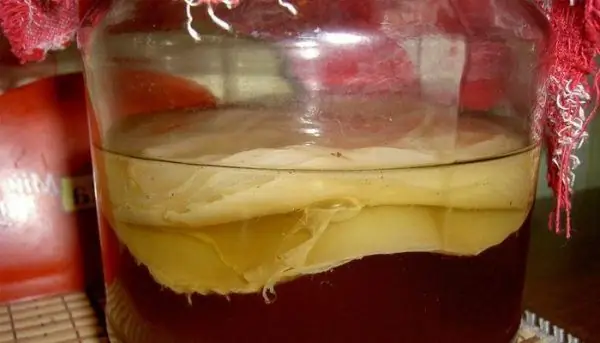 Kombucha zarralari