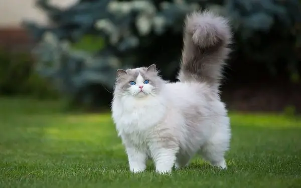 Fat fluffy cat