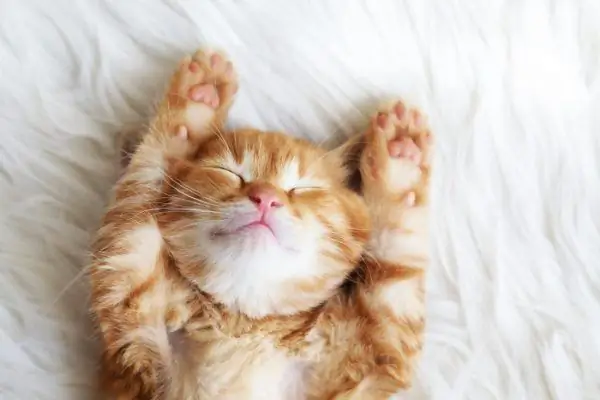 Ginger kitten is sleeping