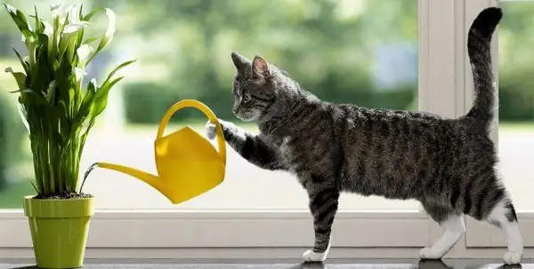 Cat watering a flower on the windowsill