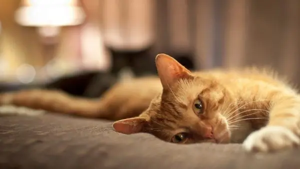 Ginger cat on the bed