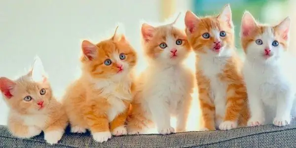 Kittens