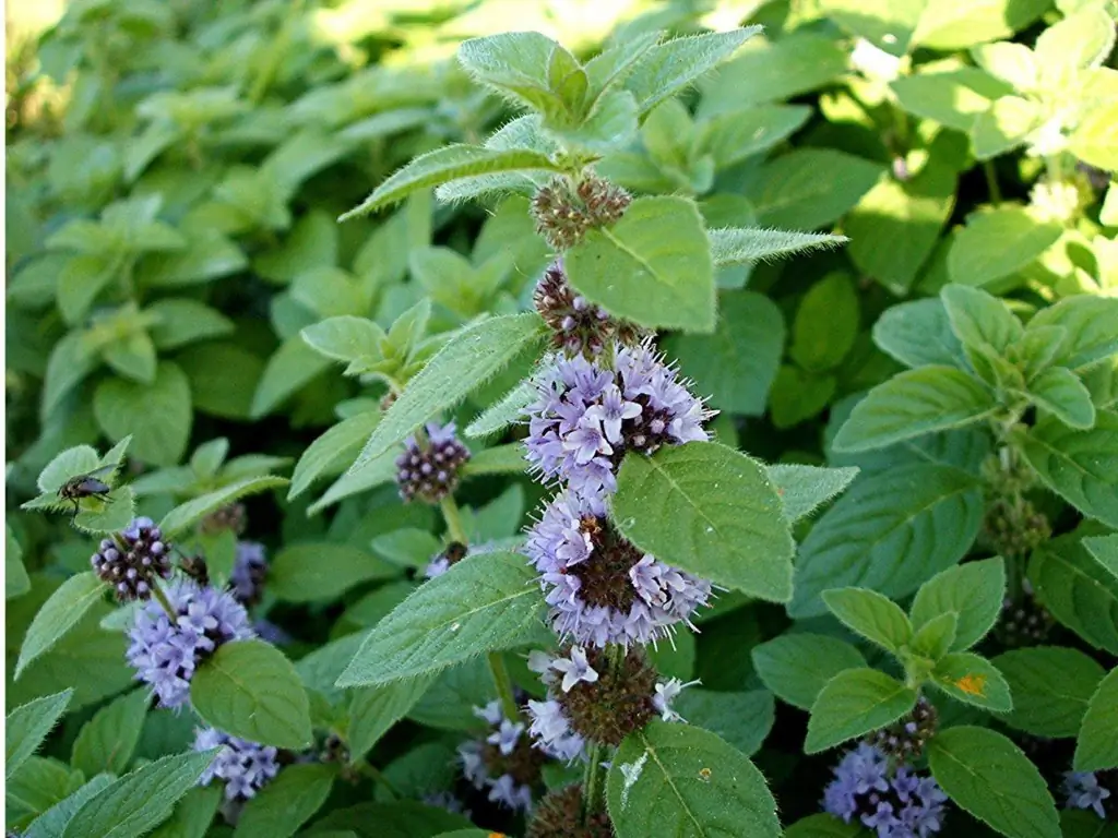 Catnip: Waar Is Het Voor, Waar Het Groeit, Een Beschrijving Van De Plant, Toepassingskenmerken, Kan Het Thuis Worden Gekweekt, Foto