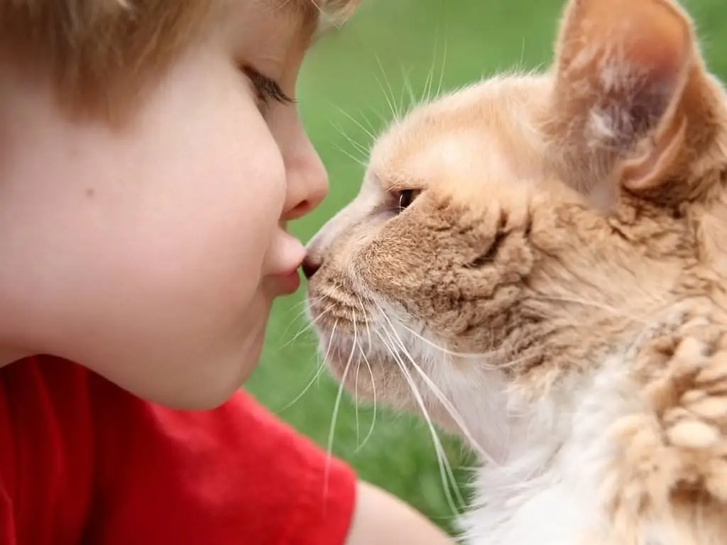 Liquen De Gato En Humanos: Signos De Si La Enfermedad Se Transmite De Un Animal, Características Del Tratamiento Del Gato Y El Dueño, Prevención, Foto