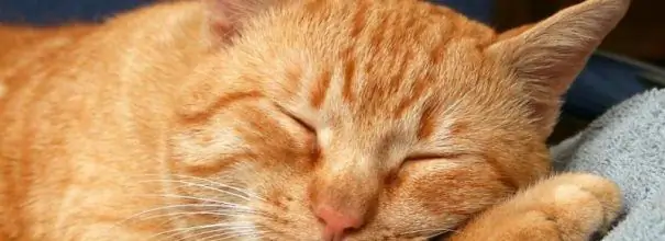 Why is the red cat dreaming