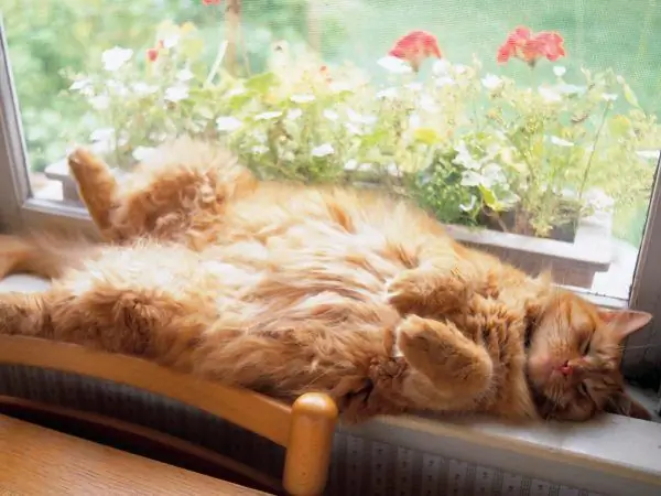 Ginger cat sleeping on the windowsill