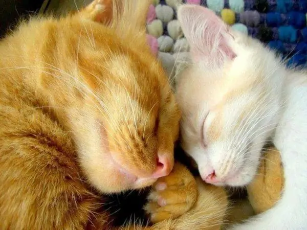 Cat and kitten sleep side by side