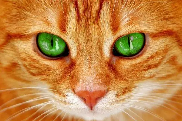 Ginger cat close up