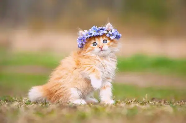 Ginger kitten with a wreath of flowers