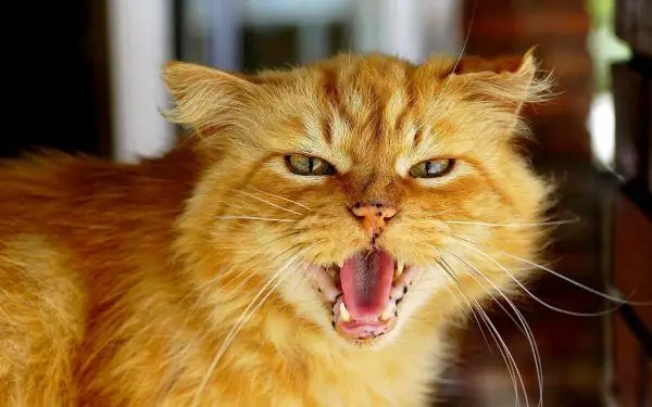 Aggressive ginger cat