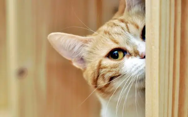 Ginger cat looks out of the door