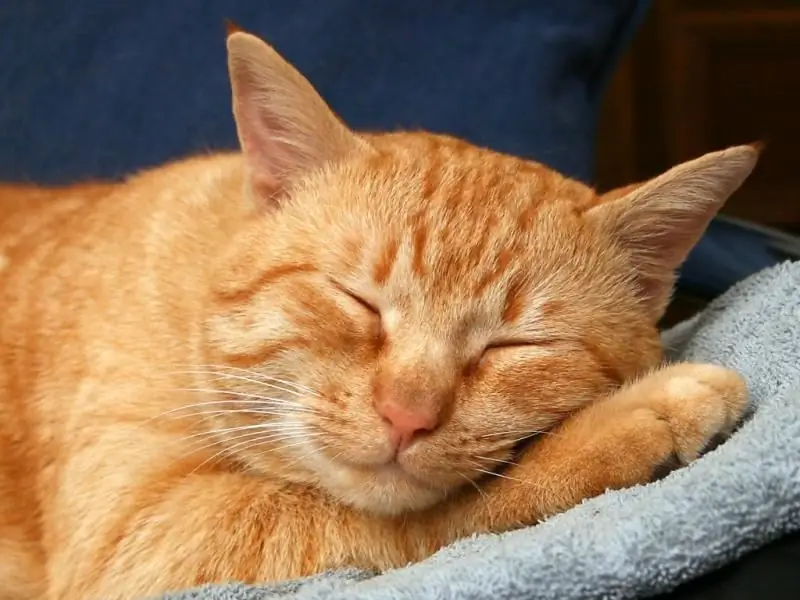 Why Does A Ginger Cat Or A Cat Dream From A Dream Book: A Description Of Various Dreams, Modern And Alternative Interpretations Of Dreams