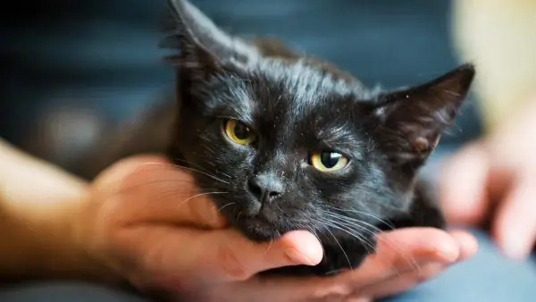 O rosto de um gatinho preto na palma da mão de um homem