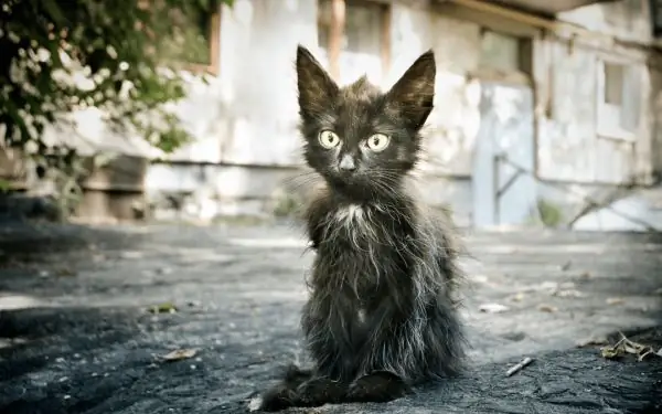 Anak kucing hitam tunawisma dengan rambut acak-acakan duduk di trotoar