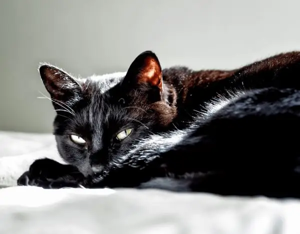 Um gato preto deitado sob os raios de luz