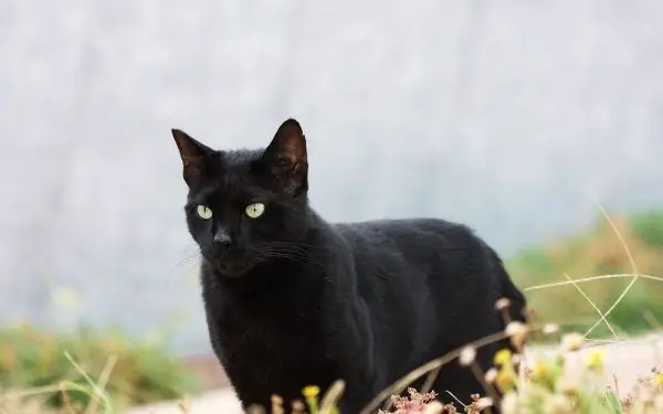 Um gato preto parado na grama olhando para frente