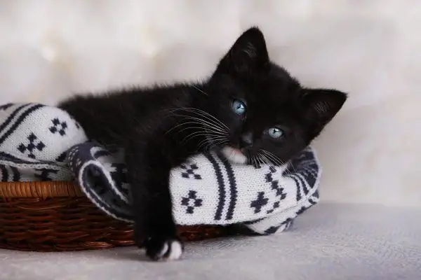 Anak kucing hitam dengan mata biru berbaring di atas selimut monokrom di keranjang anyaman, mengayunkan cakarnya