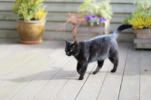 Kucing hitam berjalan di teras melewati pot bunga