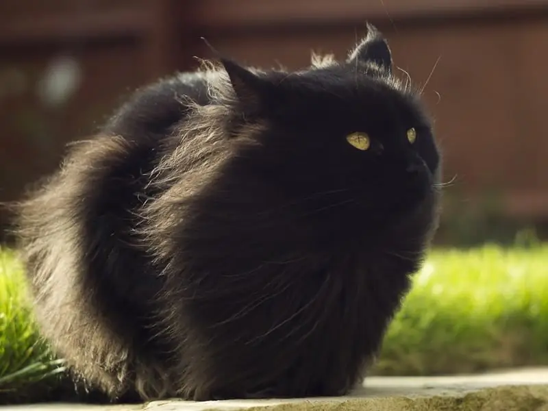 Droominterpretatie Van Zwarte Katten: Beschrijving Van Verschillende Dromen, Moderne En Alternatieve Interpretaties Van Dromen Over Katten