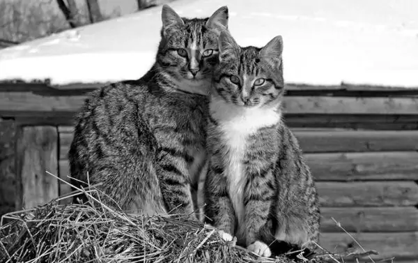 Katze und Katze sitzen im Heu