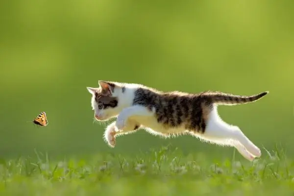 Kitten jumping for a butterfly on the lawn