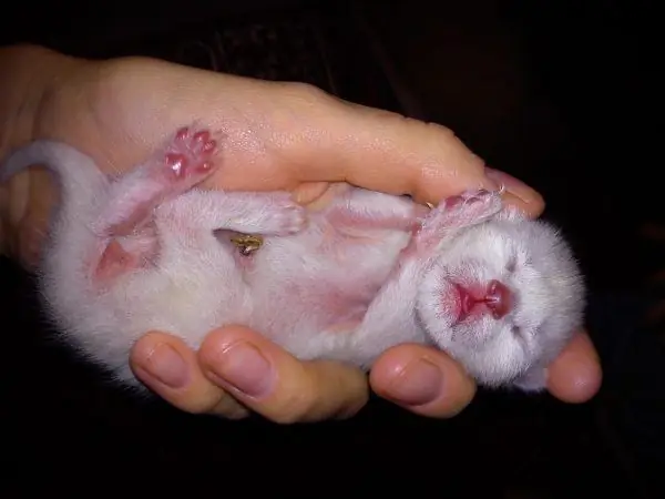 Newborn white kitten lies in the palm of a man