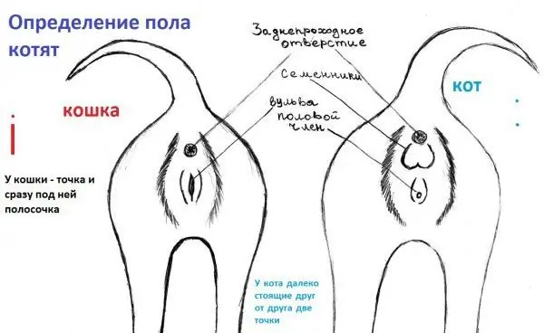 Schematic sawv cev ntawm kev sib deev sib txawv hauv miv thiab miv