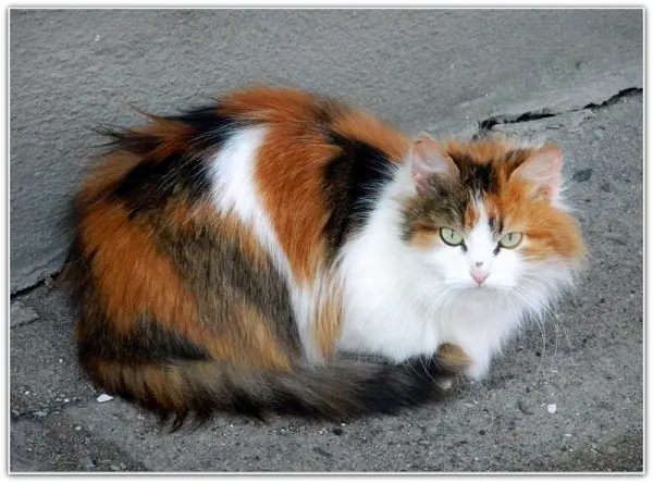 Chat sibérien tricolore est assis sur l'asphalte