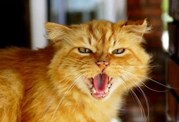 The ginger cat growls angrily