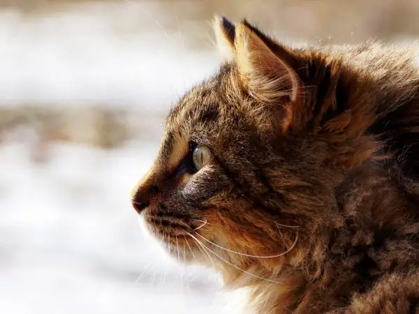 Visage de chat poilu de profil