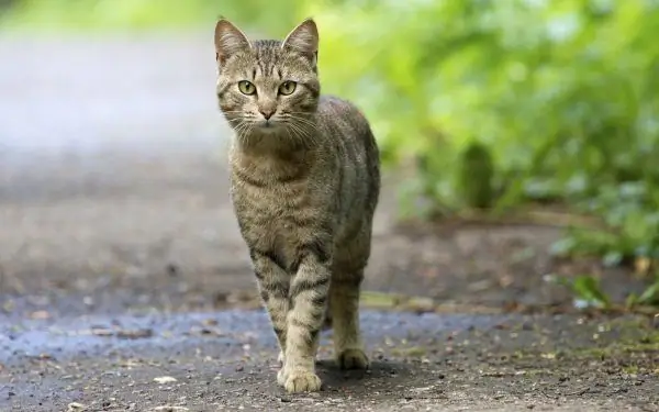 Katze steht auf dem Weg