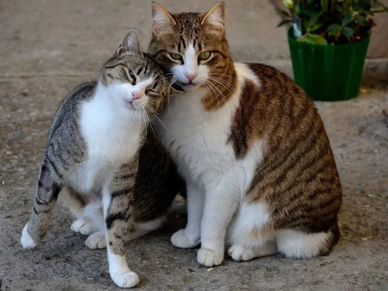 Mating Cats And Cats: How Mating Takes Place, At What Age Should The First Mating Of Pets And Other Advice To Owners