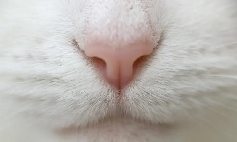 Jenis Hidung Apa Yang Harus Dimiliki Kucing Yang Sehat - Basah, Dingin, Hangat Atau Kering Dan Apa Yang Ditunjukkan Oleh Indikator Ini Dan Perubahannya