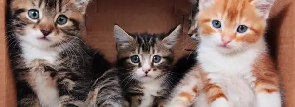 Three kittens are sitting in a box