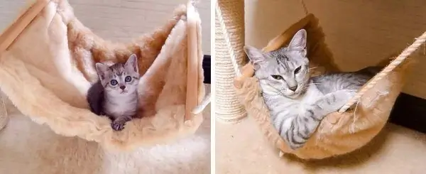 The kitten is in a hammock; an adult cat lies in a hammock