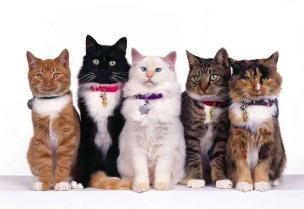 Five different cats are sitting