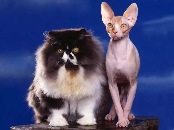 Persian cat and sphinx stand side by side