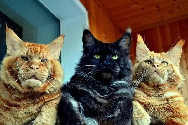 Tres mentons de Maine Coon