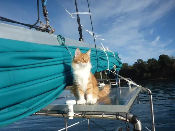 Chat sur le bateau