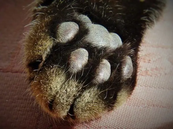 Cat paw