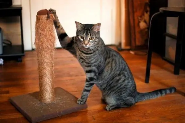 Cat with a scratching post