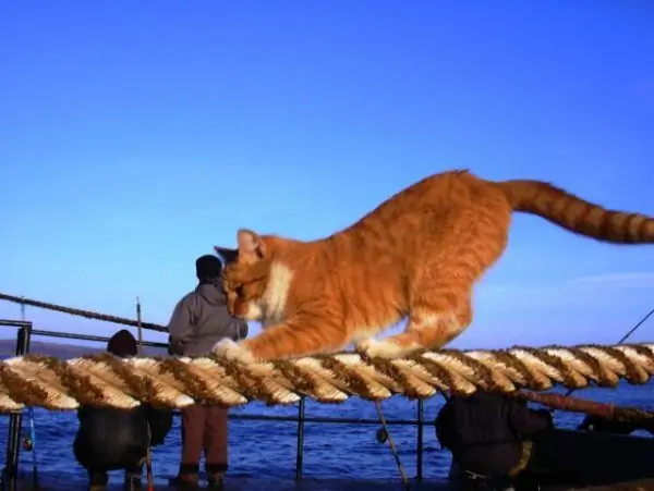 Cat on a rope