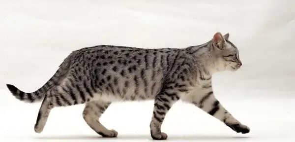 The cat is walking