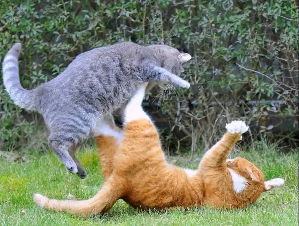 Cats are fighting