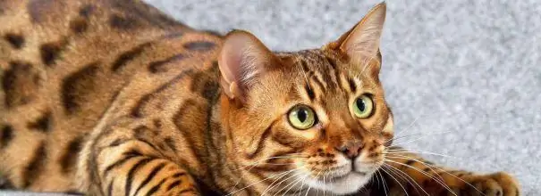 kucing bengal