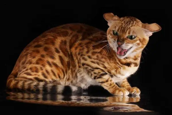 Bengal cat growls