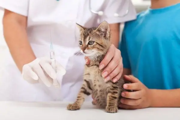 Anak kucing benggala di tangan dokter hewan